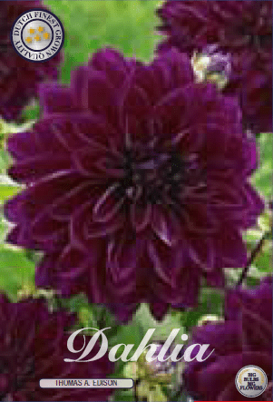 Dahlia - Thomas Edison 1ks