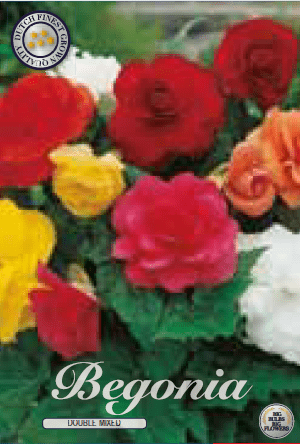 Begonia - Mixed 3ks