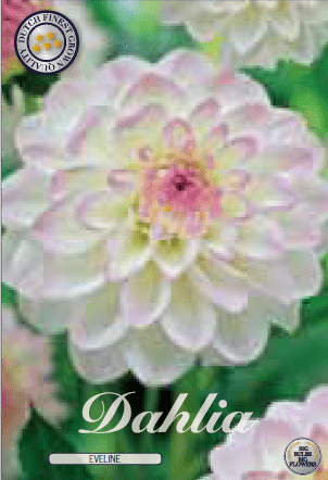 Dahlia - Eveline 1ks