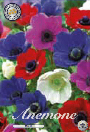 Anemone - Mixed 12ks