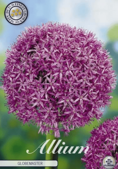 Allium - Globemaster 1ks