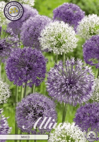 Allium - Mixed 5ks