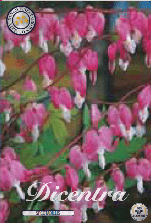 Dicentra - Spectabilis 1ks