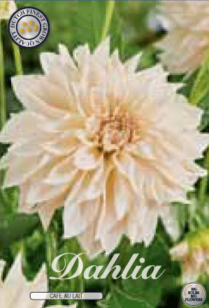 Dahlia - Cafe au Lait 1ks