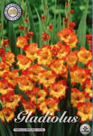 Gladiolus - Princess Margaret Rose 10ks