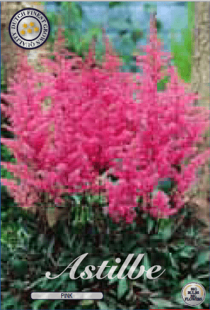 Astilbe - Rose 1ks