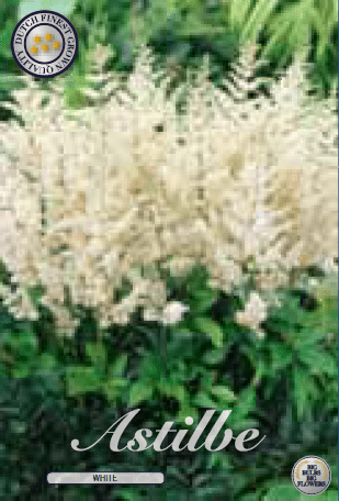 Astilbe - White 1ks