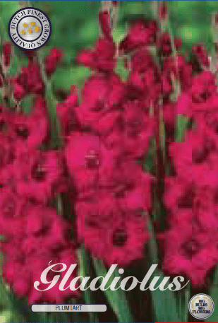 Gladiolus - Plumtart 10ks