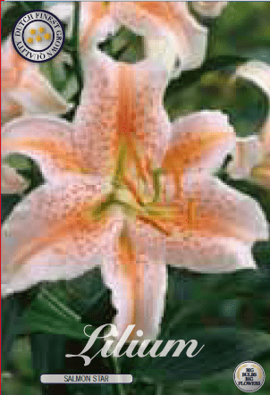 Lilium - Salmon Star 2ks