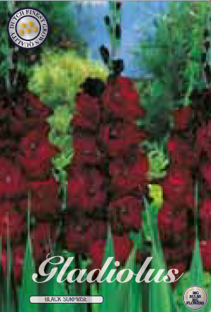 Gladiolus - Black Suprise 10ks