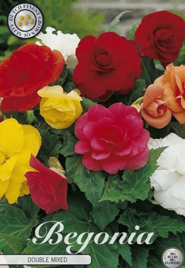 Begonia Double Mixed 3ks
