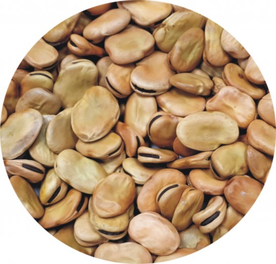 Bôb záhradný SUPERAGUADULCE - 150g 