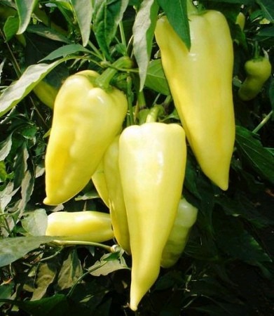 Paprika CAMPONA F1- 250s