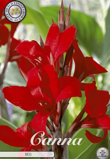 Canna Red 1ks