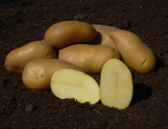Colette - slovenské sadbové zemiaky 5kg
