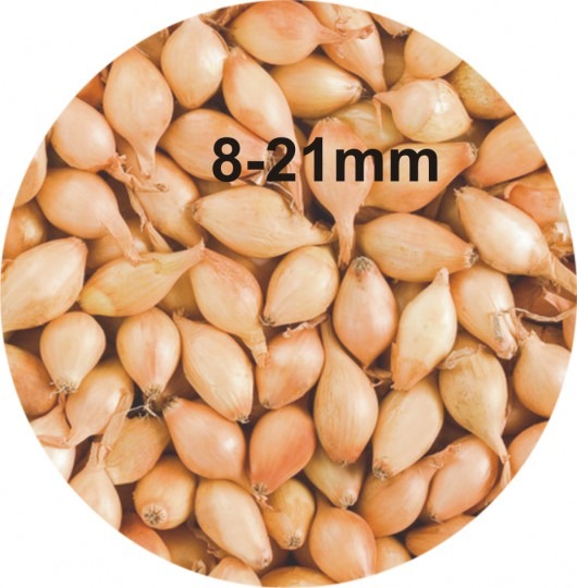 Cibuľa sadzačka Contado 8-21mm, 0,25kg