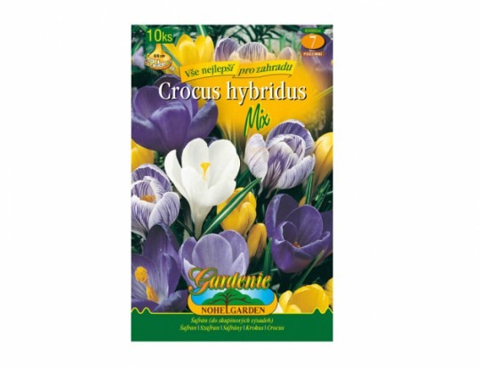 Krókus /Crocus Hybridus/- Mix 10ks