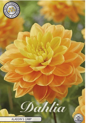 Dahlia Aladdin's Lamp 1ks