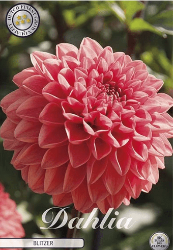 Dahlia Blitzer 1ks