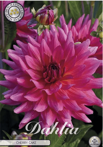 Dahlia Cherry cake 1ks