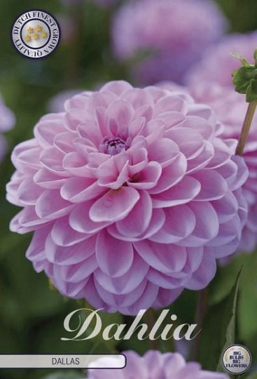 Dahlia Dallas 1ks