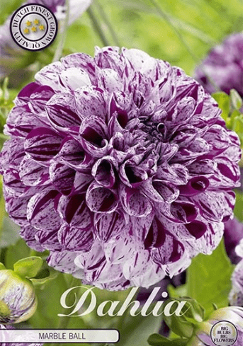 Dahlia Marble ball 1ks