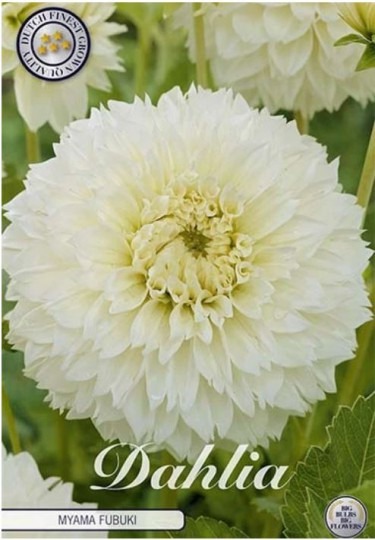 Dahlia Myama Fubuki 1ks