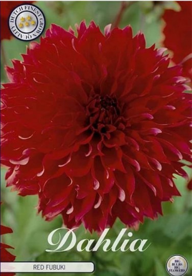 Dahlia Red Fubuki 1ks
