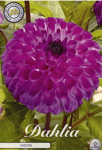 Dahlia Sandra 1ks