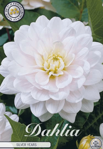Dahlia Silver Years 1ks