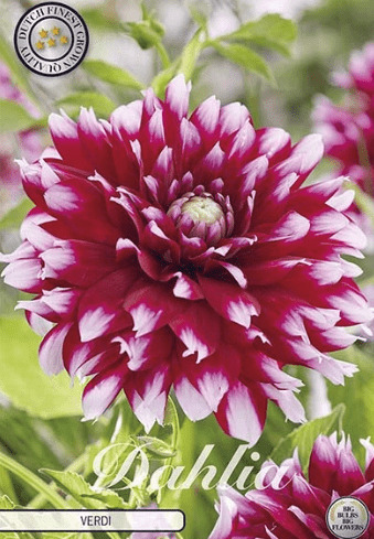 Dahlia Verdi 1ks