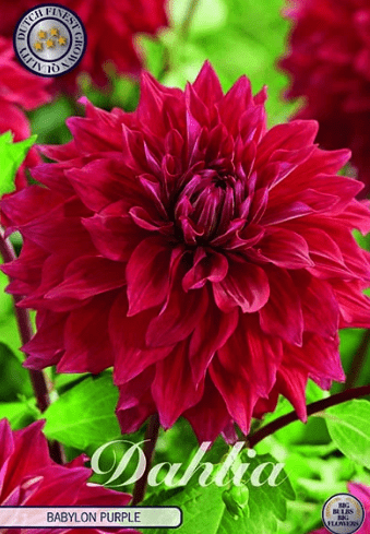 Dahlia Babylon Purple 1ks
