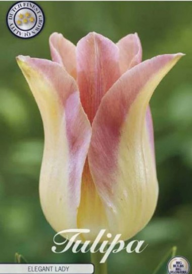 Tulipán Lilyflowering Elegant Lady 7ks