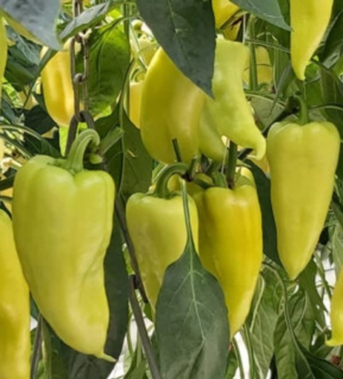 Paprika GILDA F1 - 250s Paprika GILDA F1 - 250s