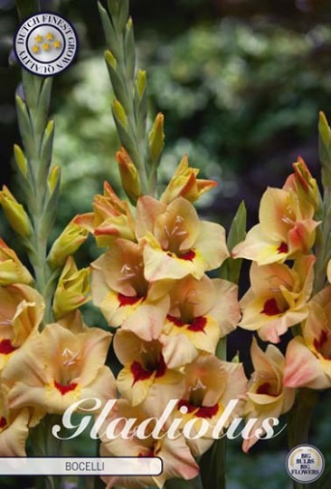 Gladiola Bocelli 10ks