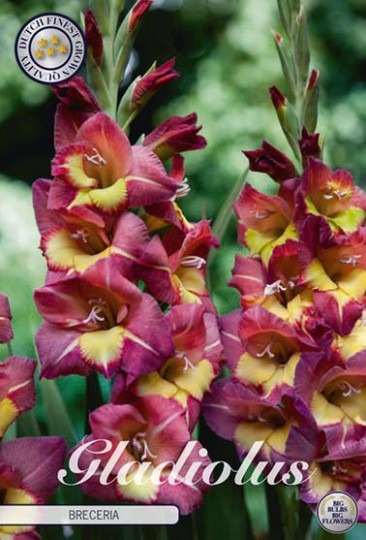 Gladiola Breceria 10ks