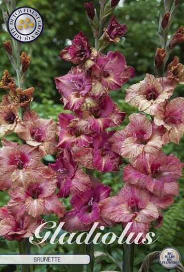 Gladiola Brunette 10ks