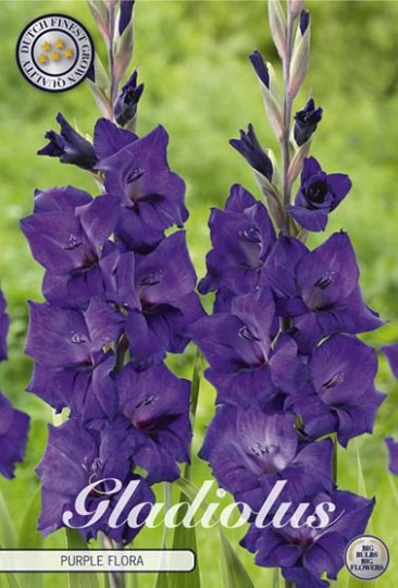 Gladiola Purple Flora 10ks