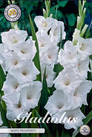 Gladiola White Prosperity 10ks