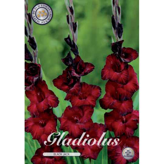 Gladiolus - Black Jack 10ks