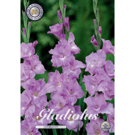 Gladiolus - Her Majesty 10ks