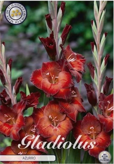 Gladiolus Aruzzo 10ks