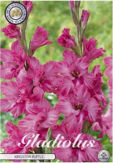 Gladiolus Kingston Ruffle 10ks