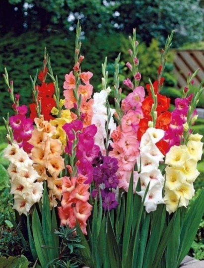 Gladiola Mixed 10ks