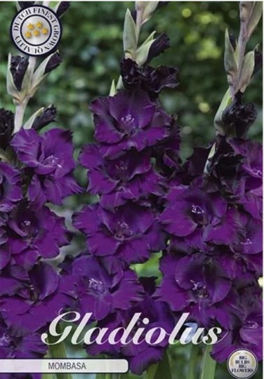 Gladiolus Mombasa 10ks