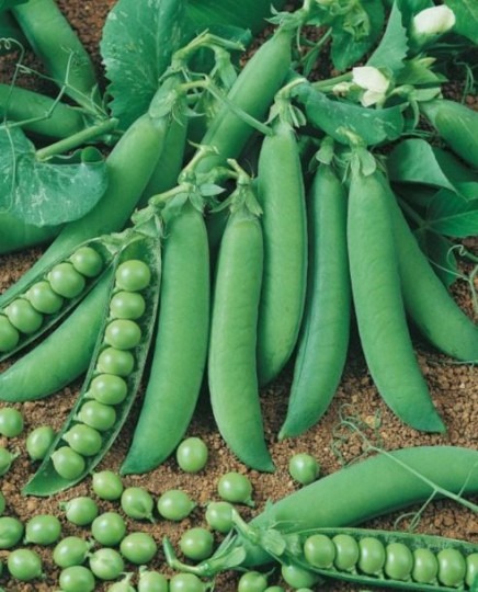 Hrach GLORIOSA 250g