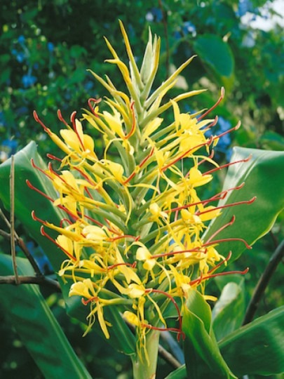 Hedychium Yellow