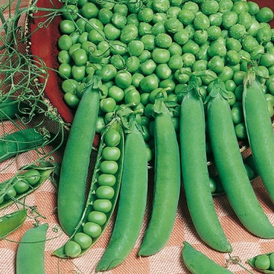 Hrach siaty Grandera 200g- stredne skorý