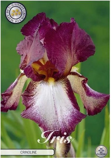 Iris Germanica Crinoline 1ks