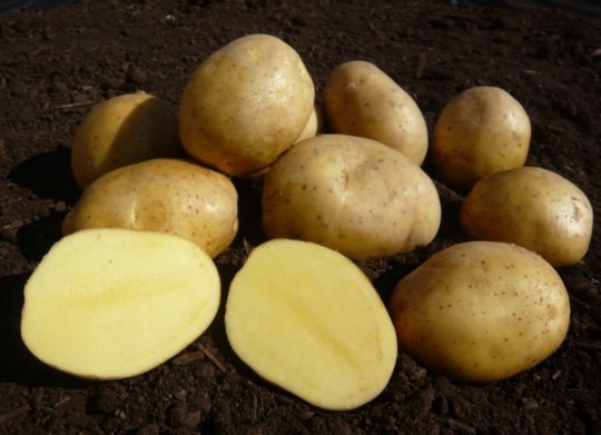 Jelly - slovenské sadbové zemiaky 5kg
